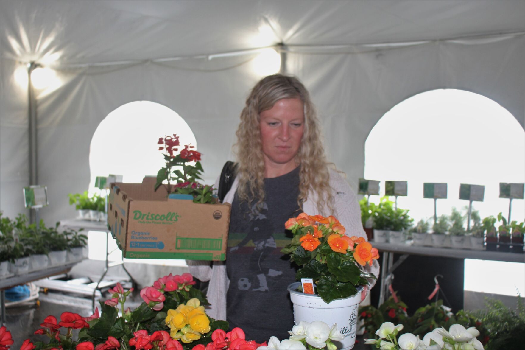 Bringing back begonias